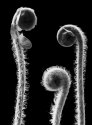 Fiddleheads