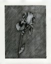 brushed iris