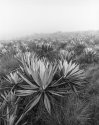 Espeletia grandiflora