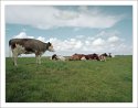 Atom Heart Mother