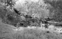 Dead Tree