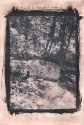 tree on a rock