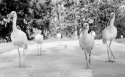 Ibis-walk