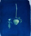 Tomatillo Lantern