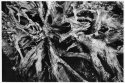 Roots