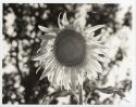 Sepia Sunflower