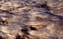 Texture