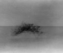 A Wisper Of A Tree.
