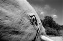 Bluewhale-612
