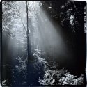 Redwoodslight2008 (700x696)