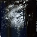 Redwoodslight1007 (700x688)
