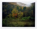 Fall Morning