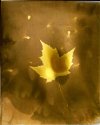 Fall Leaf - 001