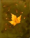 Fall-Leaf- 002