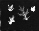 Fall-Leaf-Photogram-001