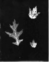 Fall-Leaf-Photogram-002
