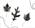 Fall Leaves Reverse Photogram-H