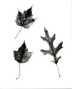 Fall Leaves, Reverse Photogram-V