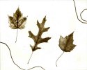Rev-Photogram-Sepia-H