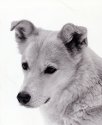 Dakota-4apug