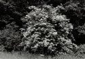 Elder tree