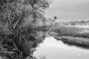 Myakka