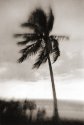 Tradewind