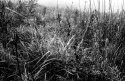Foggywebs2nwm-010