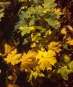 Autumn Tints 04