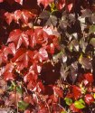 Autumn Tints 03