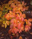 Autumn Tints 02