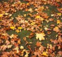 Autumn Tints 01