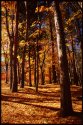 Mt Fuji Autumn