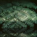 Frond