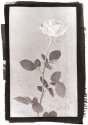 Manda Rose