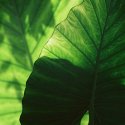 Palm