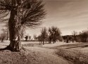 No leaves