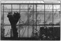 Greenhouse