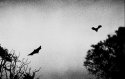 Release The Bats