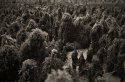 The Sea Weed People