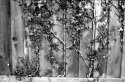 Pentax S3 Test 01