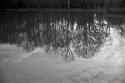 Reflected Trees