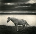 Iceland_Horse_