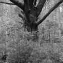 In the dark woods