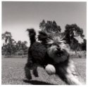 Blur of Fur 3