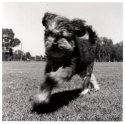 Blur of Fur 2