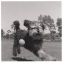 Blur of Fur 1