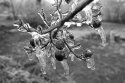 Crepe Myrtle-007