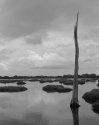 Dead Wood.