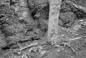 Along the Trail
